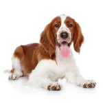 威尔士史宾格犬-缩略图-4