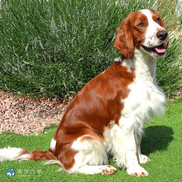 威尔士史宾格犬-5