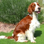 威尔士史宾格犬-缩略图-5