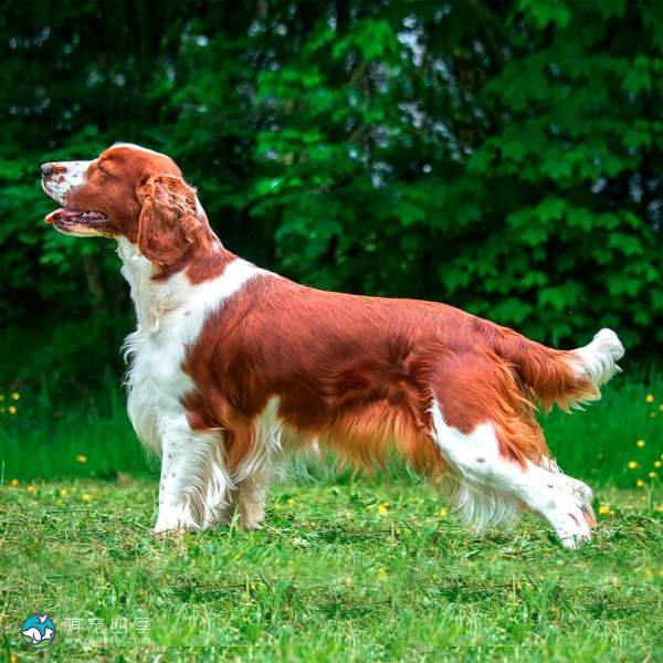 威尔士史宾格犬-6