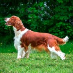 威尔士史宾格犬-缩略图-6