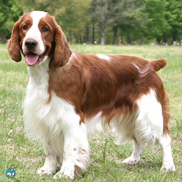 威尔士史宾格犬-7