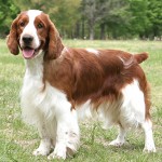 威尔士史宾格犬-缩略图-7