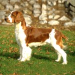 威尔士史宾格犬-缩略图-8