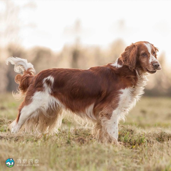 威尔士史宾格犬-9