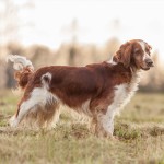 威尔士史宾格犬-缩略图-9