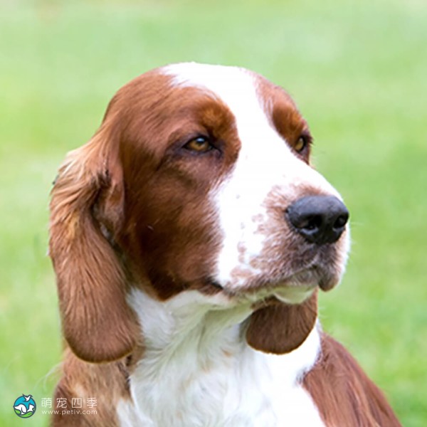 威尔士史宾格犬-10