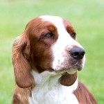 威尔士史宾格犬-缩略图-10