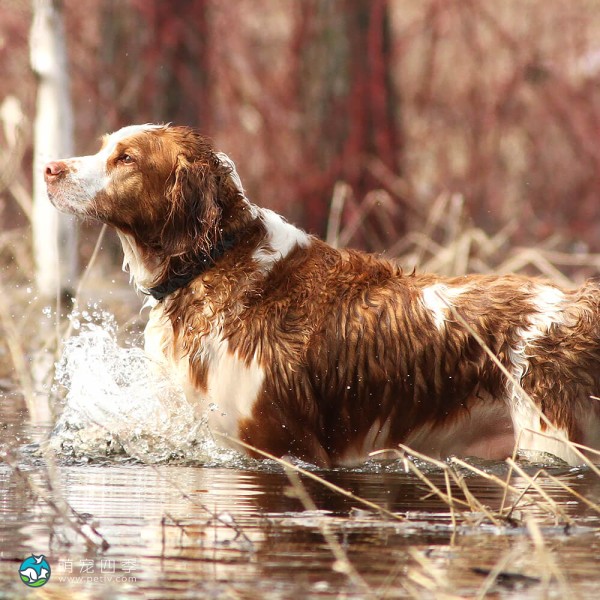 威尔士史宾格犬-11