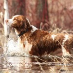 威尔士史宾格犬-缩略图-11