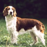 威尔士史宾格犬-缩略图-12