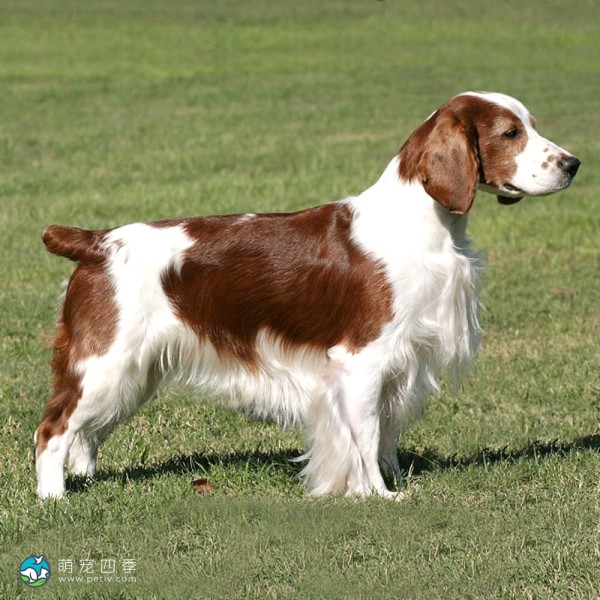 威尔士史宾格犬-13