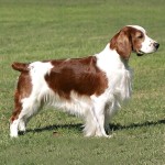 威尔士史宾格犬-缩略图-13