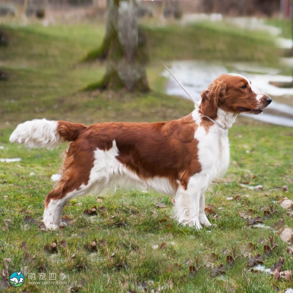 威尔士史宾格犬-14