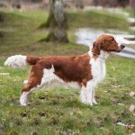 威尔士史宾格犬-缩略图-14