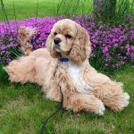 美国可卡犬-缩略图-1