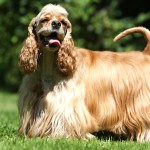 美国可卡犬-缩略图-2