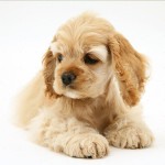 美国可卡犬-缩略图-3