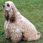 美国可卡犬-缩略图-4