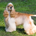 美国可卡犬-缩略图-5