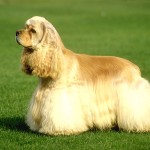 美国可卡犬-缩略图-6