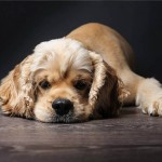 美国可卡犬-缩略图-7