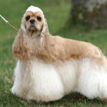 美国可卡犬-缩略图-8