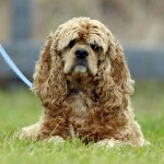 美国可卡犬-缩略图-9