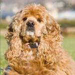 美国可卡犬-缩略图-10