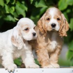 美国可卡犬-缩略图-11