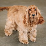 美国可卡犬-缩略图-12