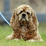 美国可卡犬-缩略图-13