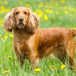 美国可卡犬-缩略图-14