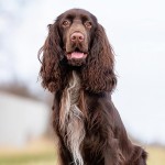 田野猎犬-缩略图-1