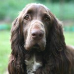 田野猎犬-缩略图-2