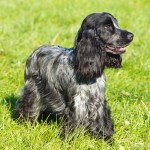 田野猎犬-缩略图-3