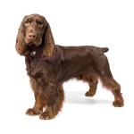 田野猎犬-缩略图-6