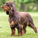 田野猎犬-缩略图-7