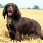 田野猎犬-缩略图-8