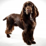 田野猎犬-缩略图-9