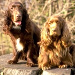 田野猎犬-缩略图-12