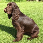 田野猎犬-缩略图-13