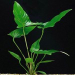 燕尾榕-缩略图-1