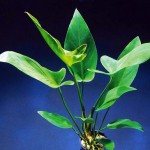 燕尾榕-缩略图-2