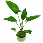 燕尾榕-缩略图-3