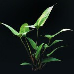 燕尾榕-缩略图-5