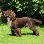 塞式猎犬-缩略图-1