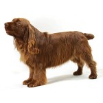 塞式猎犬-缩略图-3