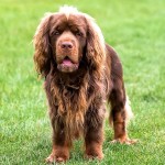 塞式猎犬-缩略图-4