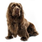 塞式猎犬-缩略图-5